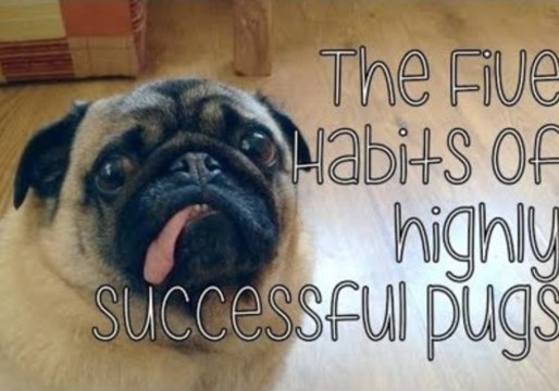 The Five Habits of Highly Successful Pugs