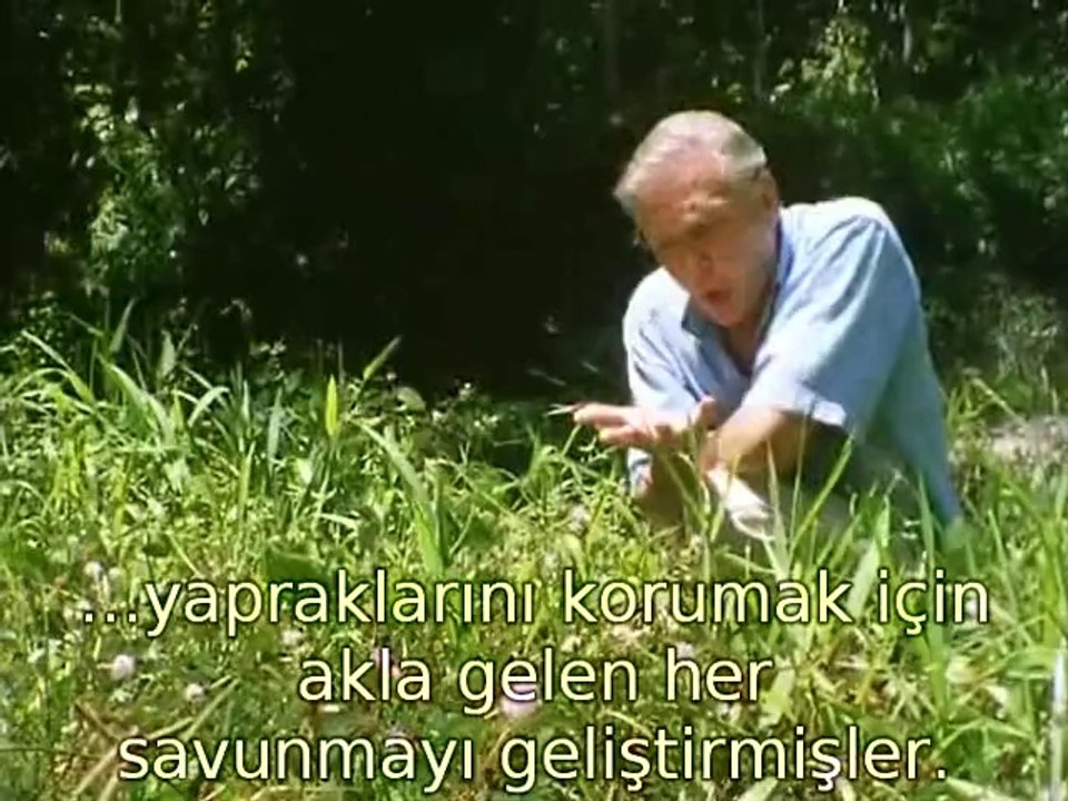 The Private Life of Plants-Growing