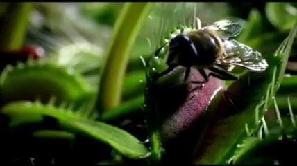 Most beautifull video about Nature's beauty--Subhaaan Allah