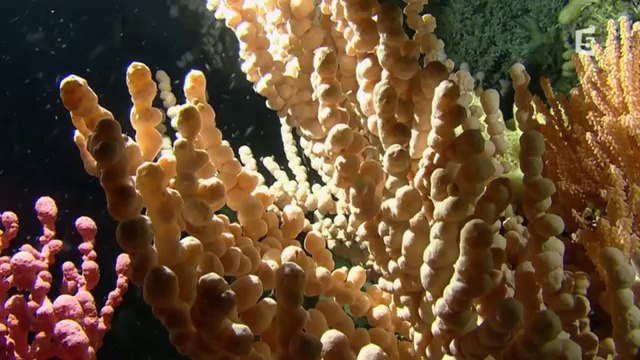 Les Abysses (Documentaire 2014)