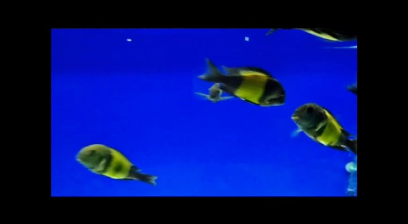 F0 İkola Kaiser Görsel Şölen.