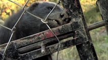 Natural World – Honey Badgers - Masters of Mayhem