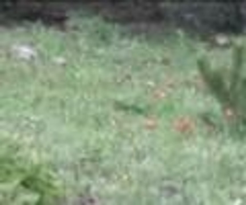 Bu laleleri koparan binlerce lira ceza ödeyecek