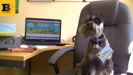 Plan Bee Ltd - Dexter our #BeeDog Manager presents Plan Bee!