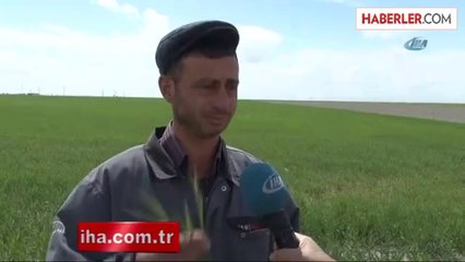 3 Gündür Etkili Olan Yağışlar Buğdaya İlaç Gibi Geldi