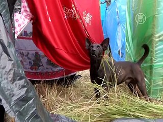 Обзор мировых событий (с 4 по 8 мая)