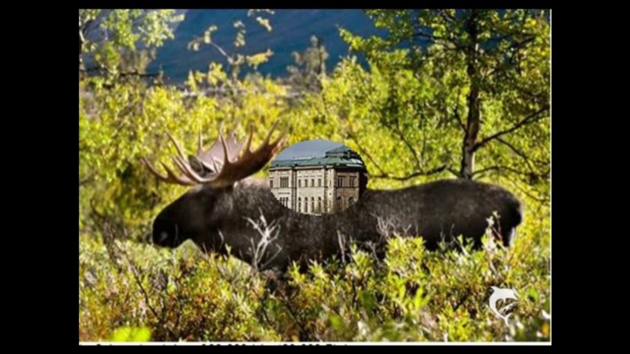 Schweden_Mittsommer und Elchsafari