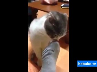 çorap kokusuyla kendinden geçen kedi