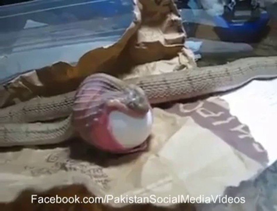 How Do Snake Eat - Wow_(new)