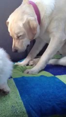 Yellow lab Moki falling asleep in the car