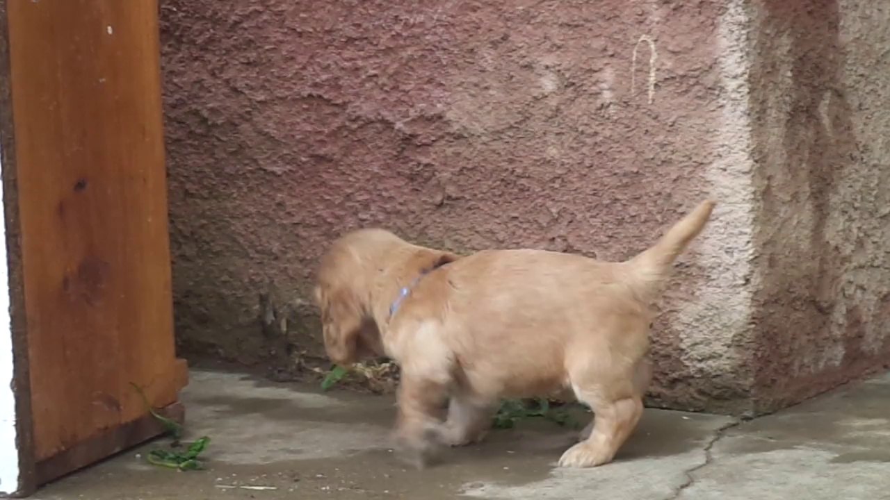 Chiot cocker anglais colier bleu