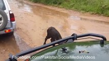 Mother Buffalo Saves Her Cub From A Lion_(new)