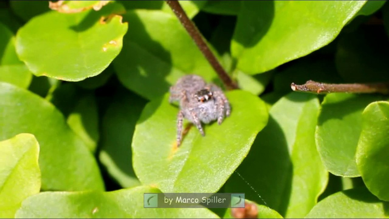 Philaeus chrysops - young female