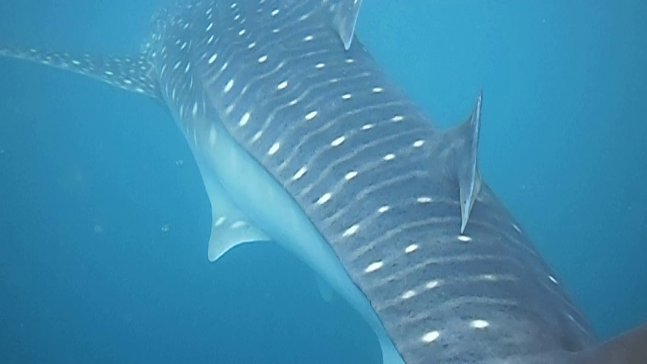 requin baleine djibouti