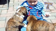 Cute babies and dogs playing together - Funny baby & dog compilation