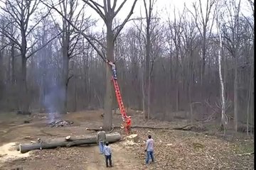 Cutting The Tree Gone Wrong
