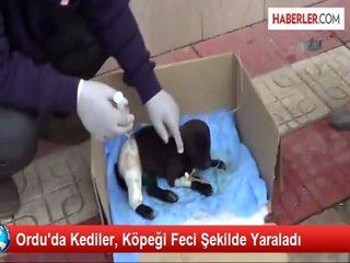 Kedilerin Parçaladığı Köpeği, Sağlıkçılar Kurtardı