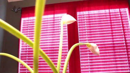 Best Home Security System - Protect America