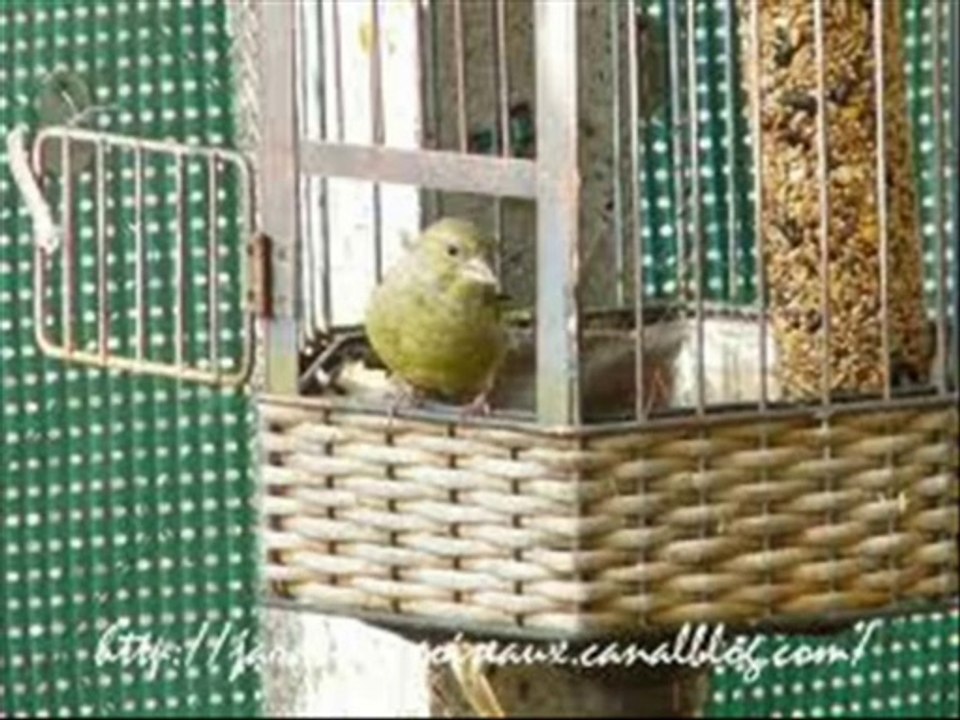 Chanson OUVREZ LA CAGE AUX OISEAUX