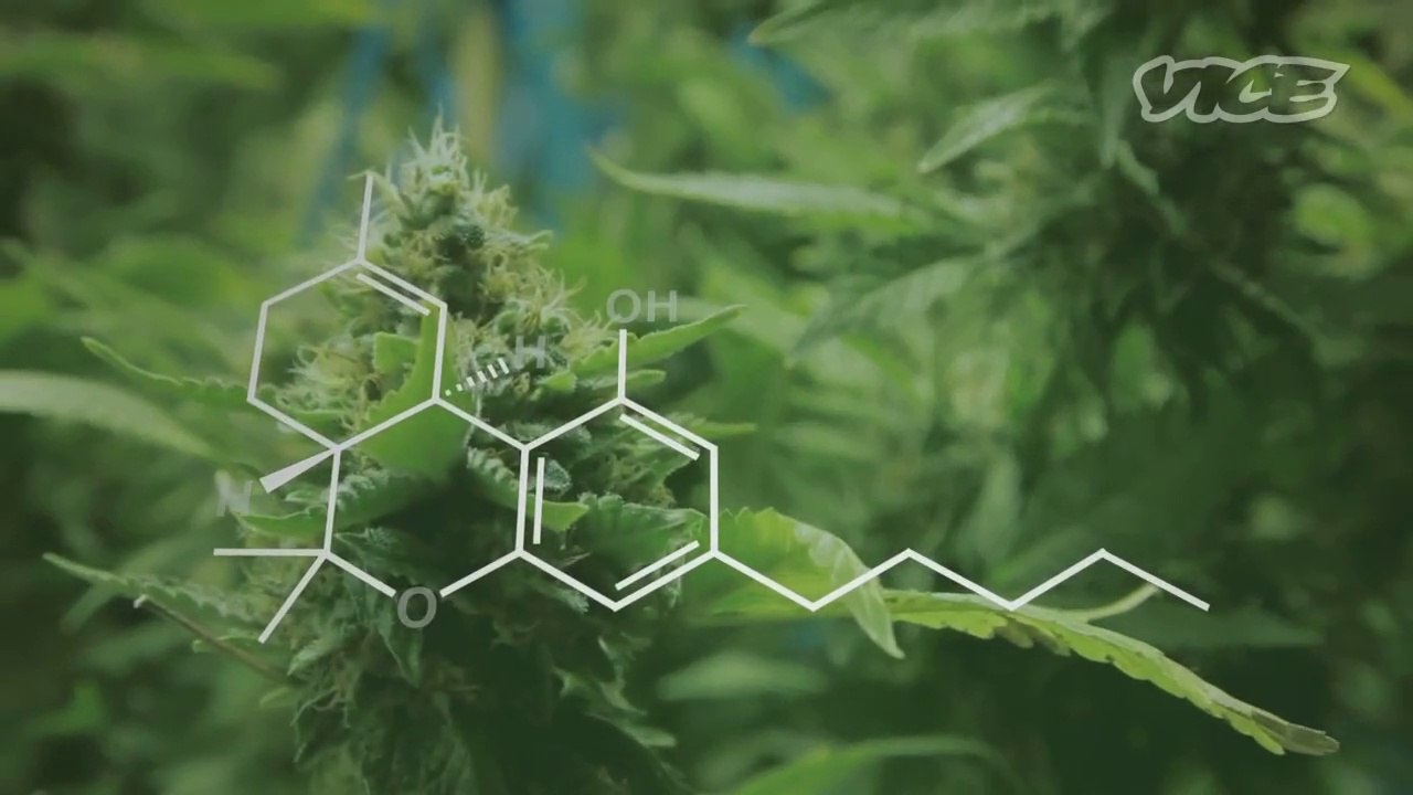 Du cannabis médical pour soigner le cancer chez l'enfant