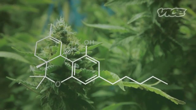 Du cannabis médical pour soigner le cancer chez l'enfant