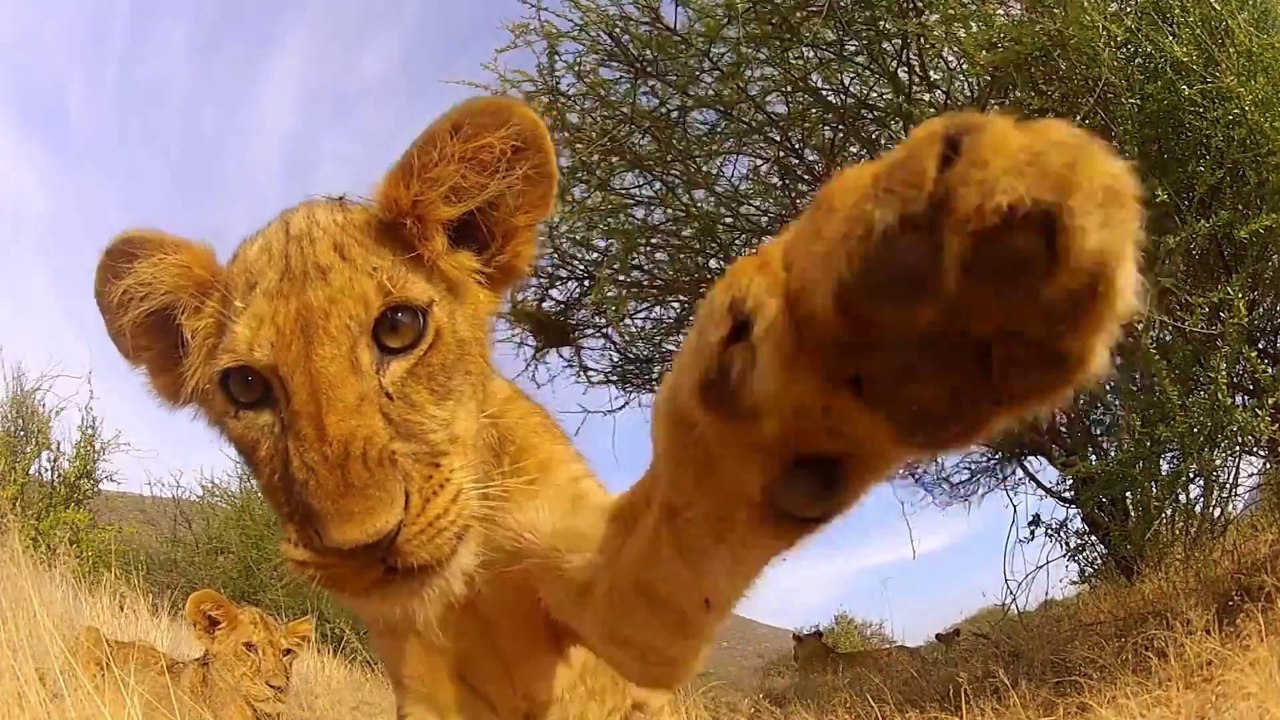 Un bébé lion curieux donne des coups de pattes sur une GoPro! Adorable...