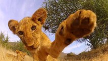 Lion Cub Roar : Cutest thing in the world!