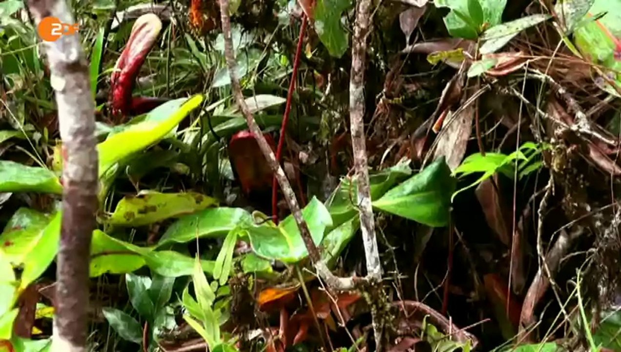 Terra X: Superpflanzen mit Dirk Steffens