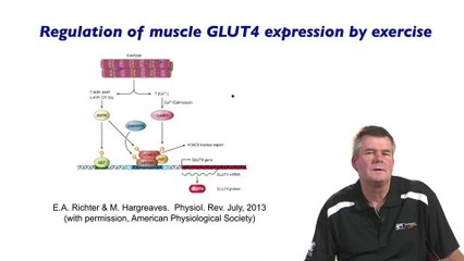 Muscle Adaptations to Exercise