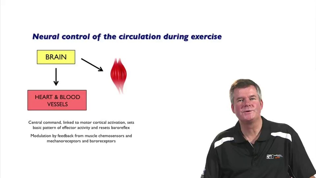 Cardiovascular Responses to Exercise