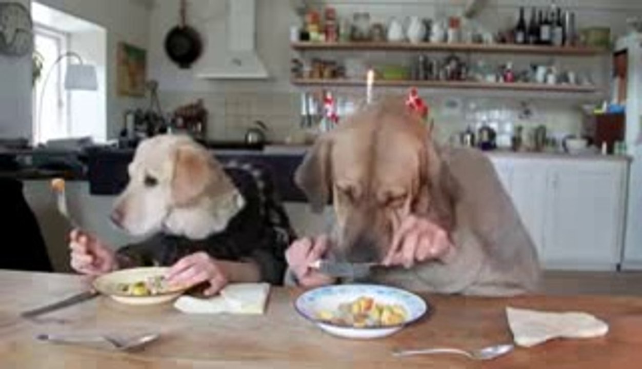 TWO DOGS DINING!! REALLY FUNNY!!