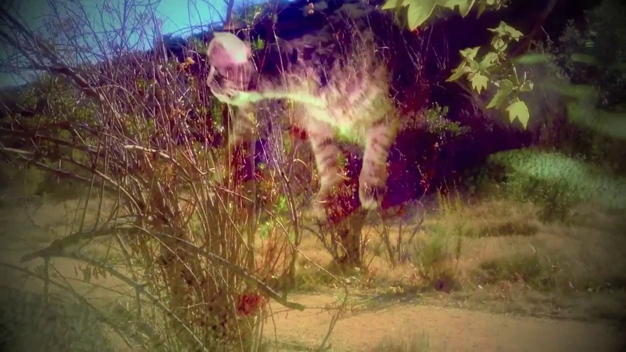Funny Animal Video