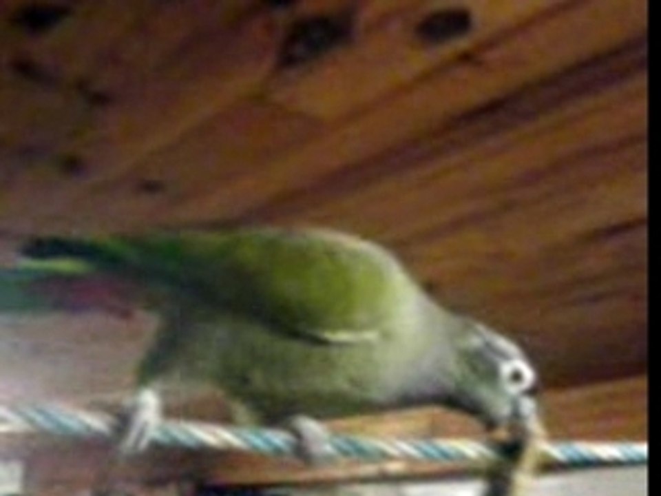 Coco et son aire de jeux