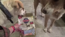 Hill's Science Diet Adult Grain-Free Salmon Dry Dog Food Review