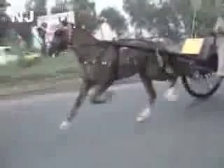 jiger horse try rawalpindi(owner ahmad shah attock)