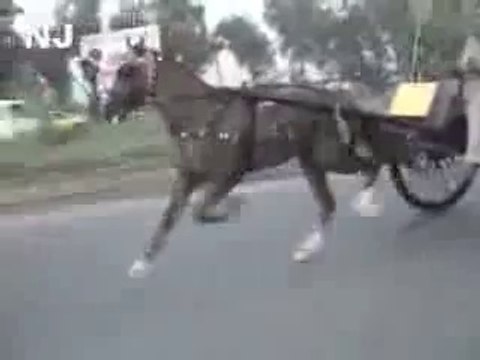 jiger horse try rawalpindi(owner ahmad shah attock)
