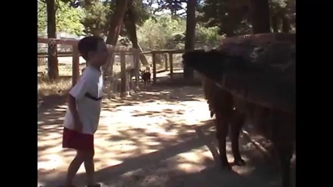Llama Spits On Kid