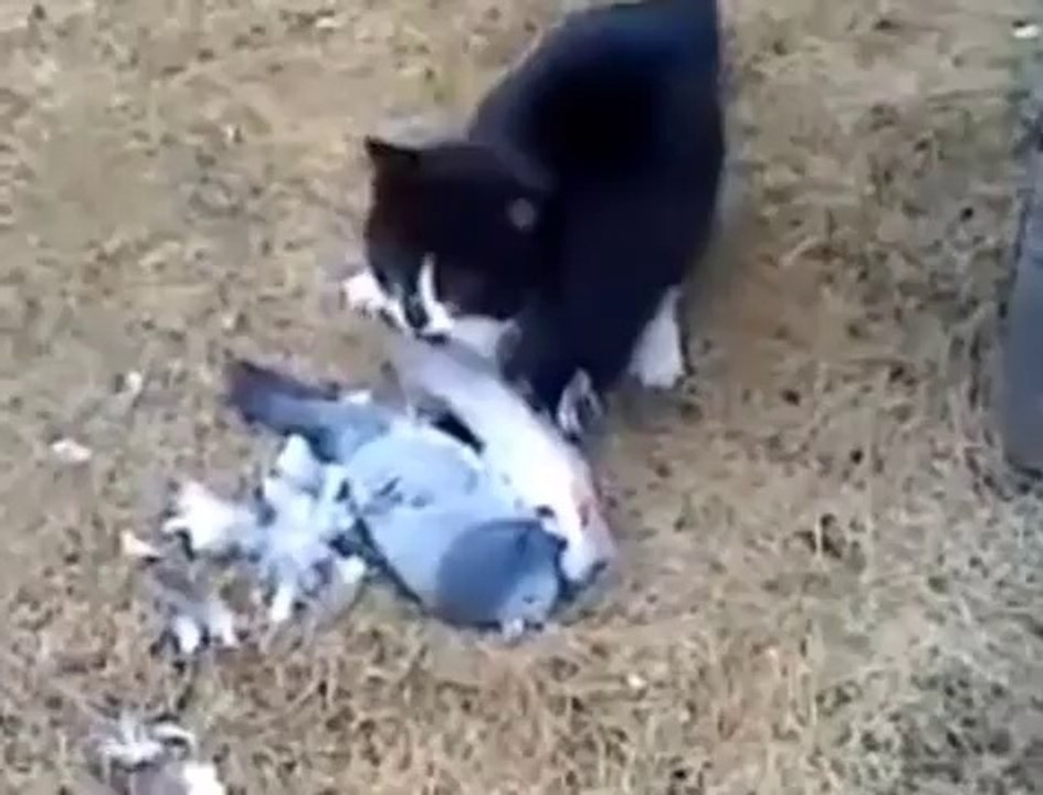 Güvercinin ÖlüTaklidi Kurtuluşu Oldu