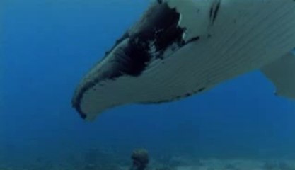 역삼오피걸는 『아밤』검색 평촌오피걸 강동오피걸