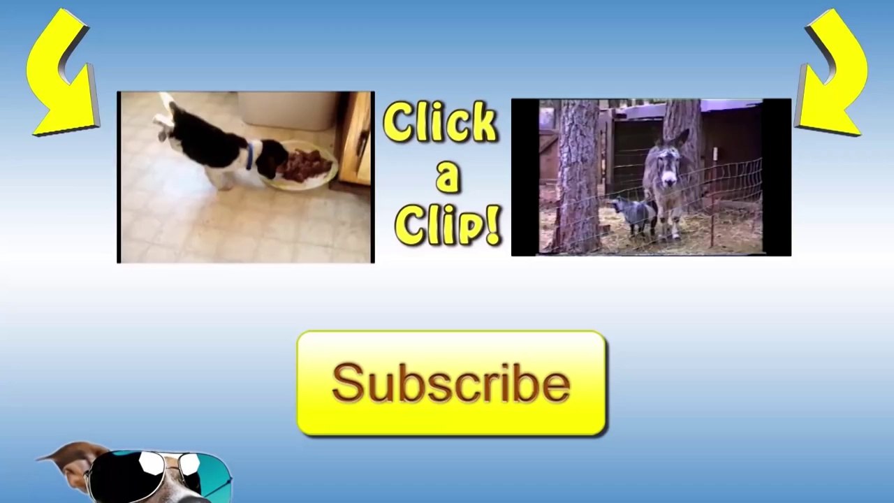 Handstand Chipmunk