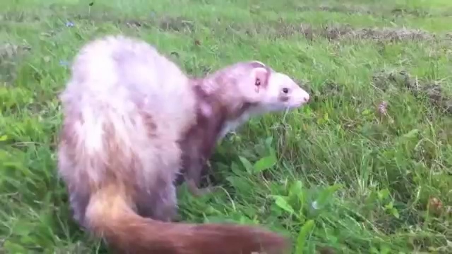 ⁣Funny Ferrets Edition - Hilarious