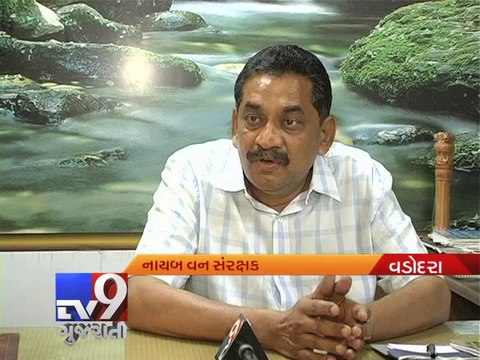 Crocodile attacks : Forest department to launch awareness campaign , Vadodara - Tv9 Gujarati