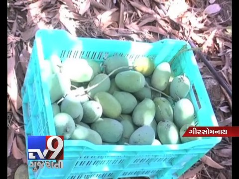 Now dines on top variety of Alphonso Mango, Gir Somnath - Tv9 Gujarati