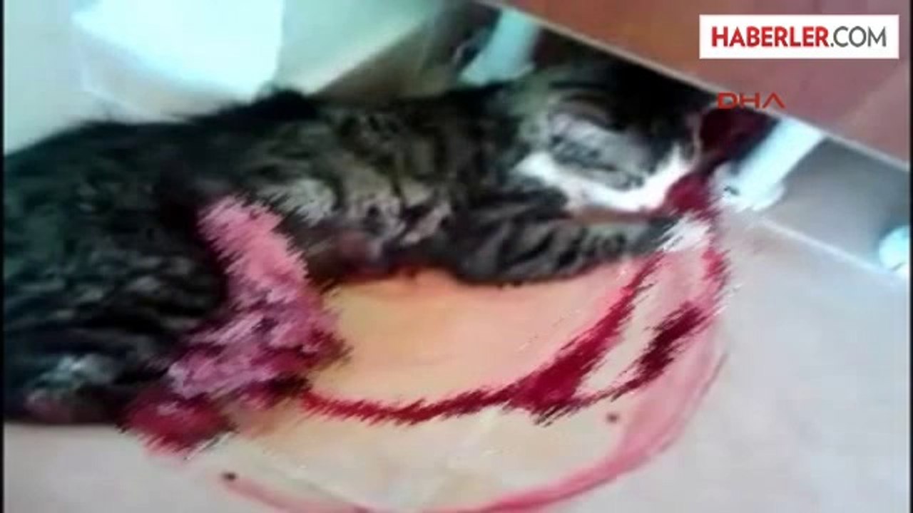 Kedi Öldürme Görüntüsüne Gözaltı - Dailymotion Video