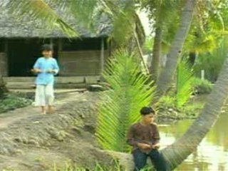 Cay Cau Dua  - Cao thanh