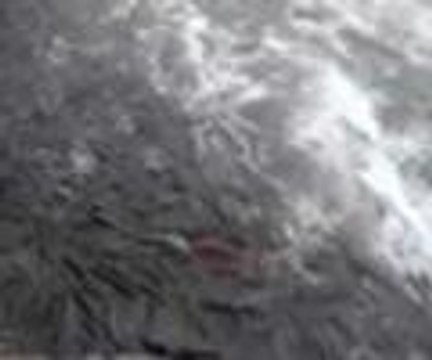 Balıkların yolculuğu başladı