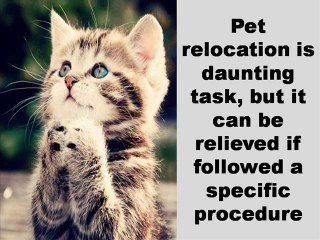 How To Relocate A Pet From One Place To Another