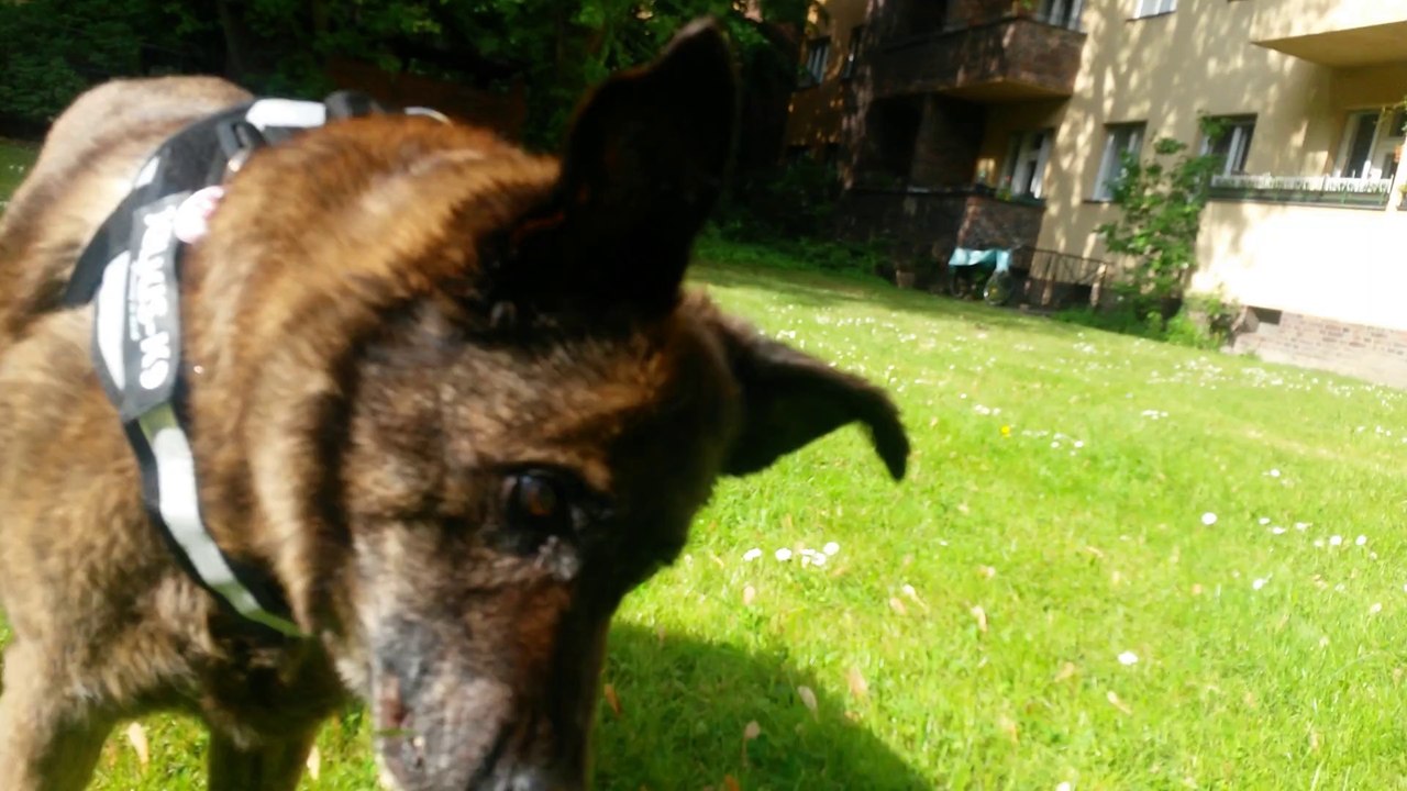 010 zehnter Tag mit Vestibular ---- 09-05-2014 --11-30