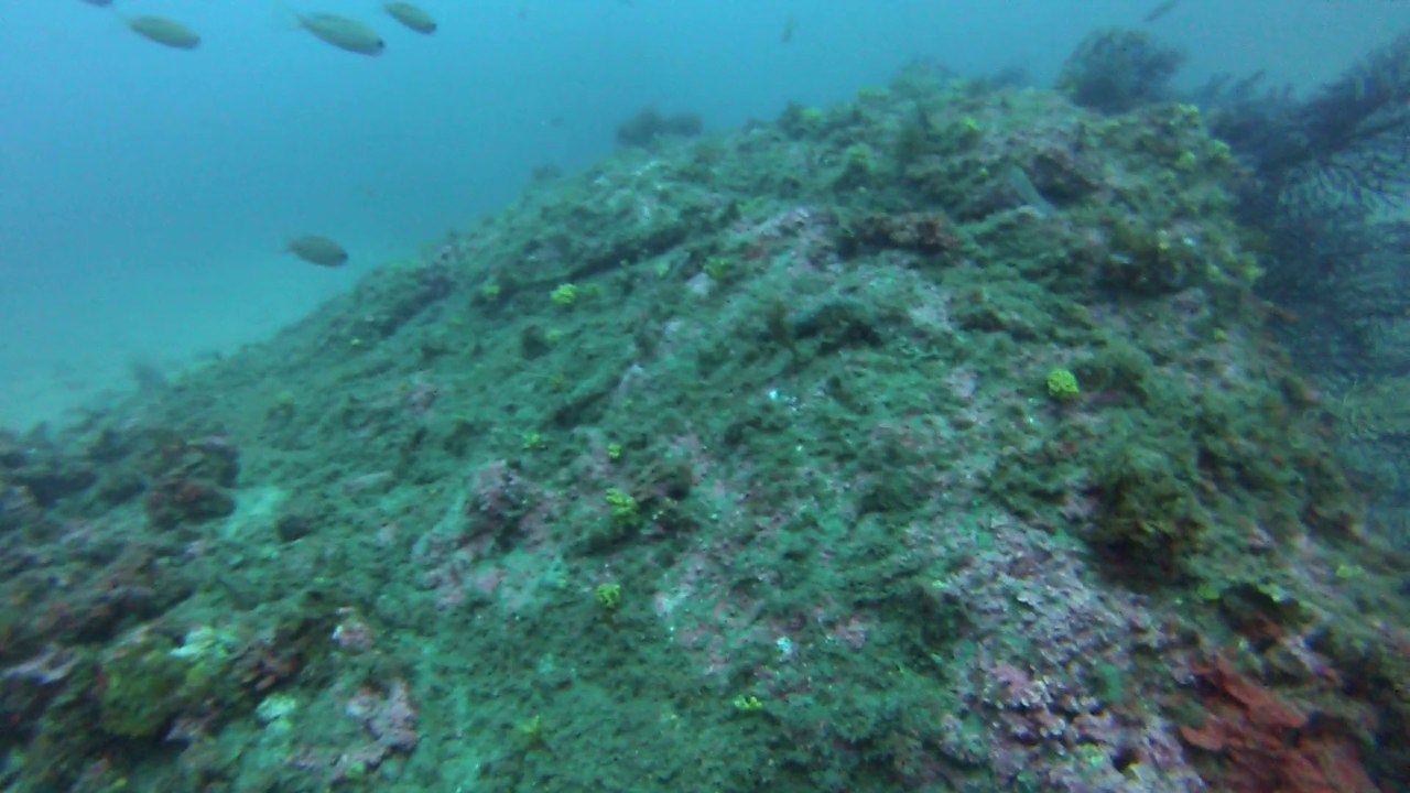 l'ulysse ou l'ampoule Sud fourmigues