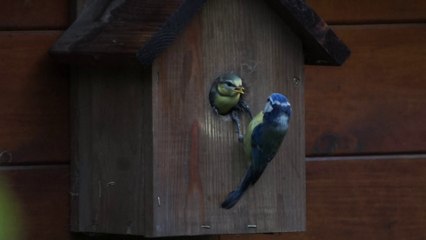sortie de la dernière mésange du nichoir